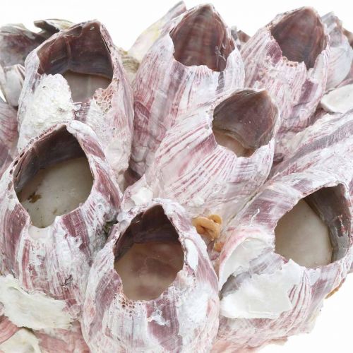 položky Deco shell barnacles príroda, námorné dekorácie