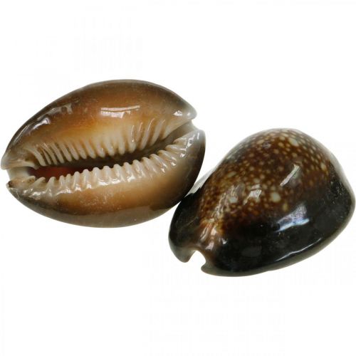 položky Cowrie shell deco nature námorná dekorácia morské slimáky 500g