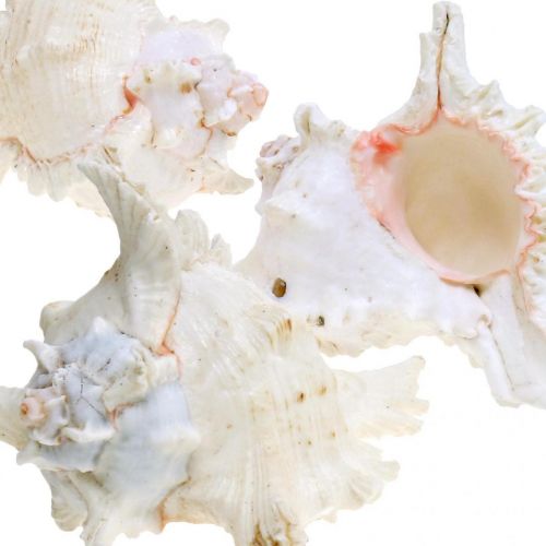 položky Škrupina Chicoreus ramosus 16cm 3 ks