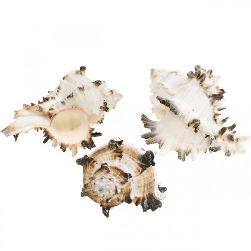 Floristik24 Deco slimačie ulity pruhované, morské slimáky prírodná dekorácia 1kg
