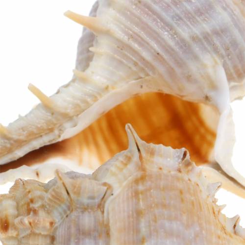 položky Slimák ostnatý 1kg