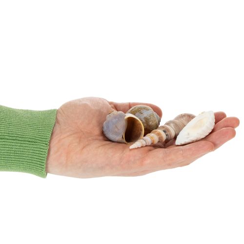 položky Mušle a slimáky Prírodné námorné dekoračné predmety pre štýlový interiérový dizajn 500g