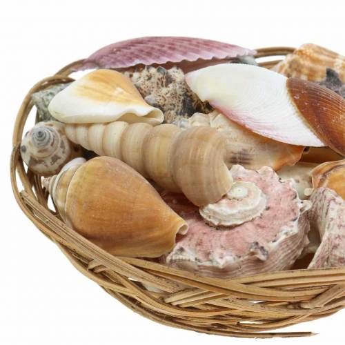 Floristik24 Zmes mušlí v košíku príroda Ø15cm 420g
