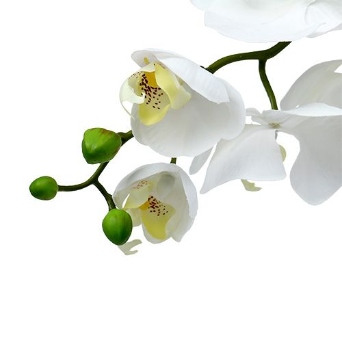 položky Orchidea motýľ 75cm biela