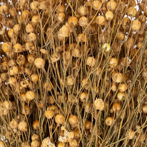 položky Prírodné sušené ľanové trávy na aranžmány zo sušených kvetov Linum Natur 60cm 180g