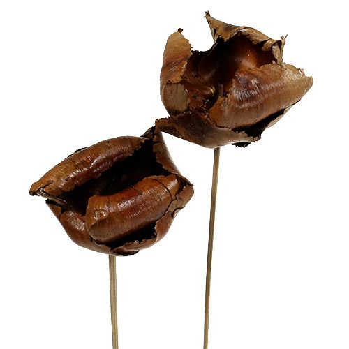 Floristik24 Prírodný kvet, palmový pohár na stonke Prírodný 25 ks