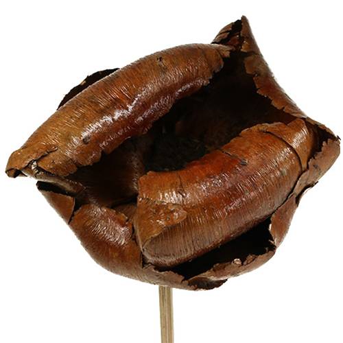 Floristik24 Prírodný kvet, palmový pohár na stonke Prírodný 25 ks