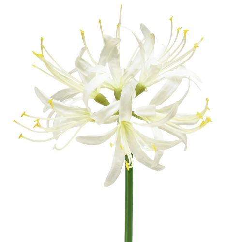 Nerine Guernsey Lily Umelý kvet Biela Žltá Ø15cm L65cm