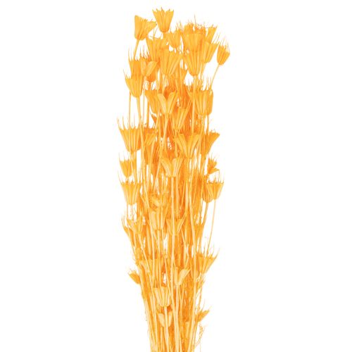 Floristik24 Aranžmán zo sušených kvetov Nigella na dlhodobé použitie. Elegantný pútavý vzhľad. 70 cm 50 g