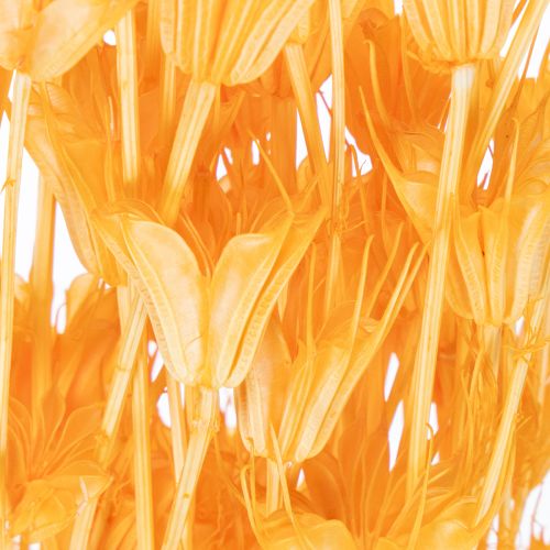 položky Aranžmán zo sušených kvetov Nigella na dlhodobé použitie. Elegantný pútavý vzhľad. 70 cm 50 g