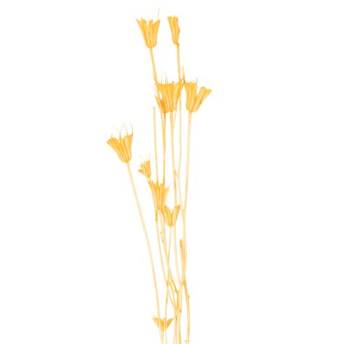 položky Aranžmán zo sušených kvetov Nigella na dlhodobé použitie. Elegantný pútavý vzhľad. 70 cm 50 g