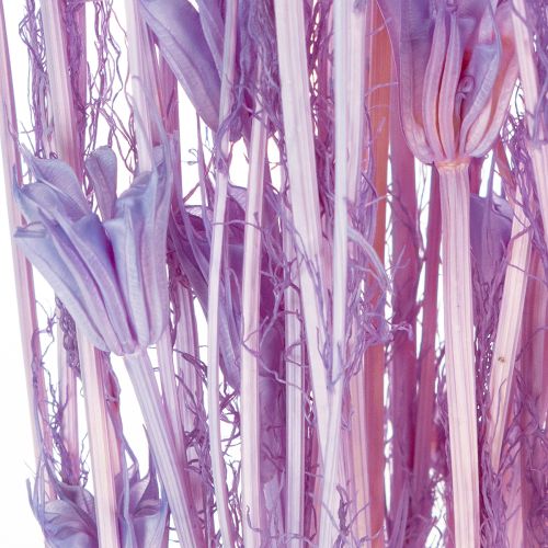 položky Kytica sušených kvetov Nigella, dekoratívne využitie v obývačke, vytvára jedinečnú atmosféru, 70 cm, 50 g