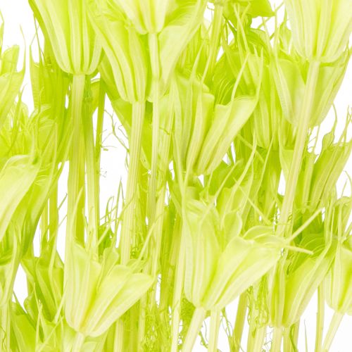 položky Sušené kvety nigelly, pôvabná prírodná dekorácia do domácnosti, 70 cm, 50 g