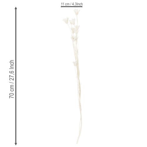 položky Sušené kvety Nigella, kytica elegantnej prírodnej dekorácie do exkluzívnych interiérov, 70 cm, 50 g