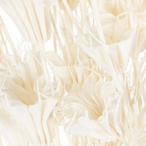 položky Sušené kvety Nigella, kytica elegantnej prírodnej dekorácie do exkluzívnych interiérov, 70 cm, 50 g