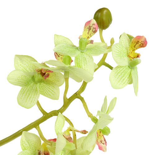 položky Orchidea 97 cm svetlozelená