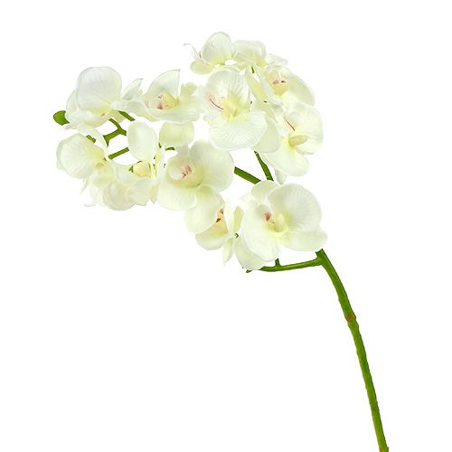 položky Orchidea krémovo-biela L57cm 6ks