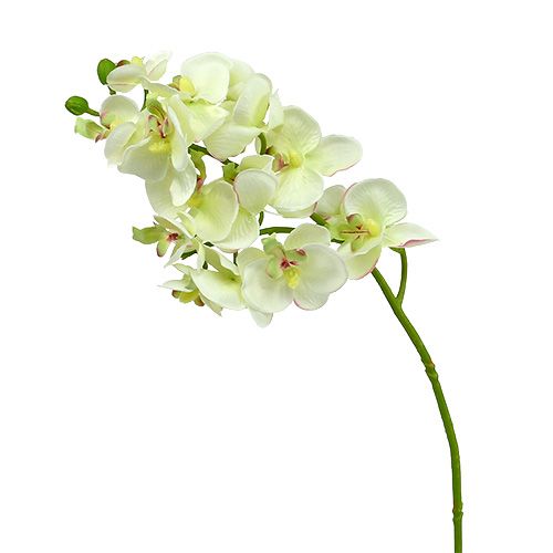položky Orchidea svetlozelená 56cm 6ks