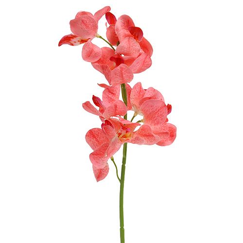 položky Orchidea Mokara Losos 50cm 6ks