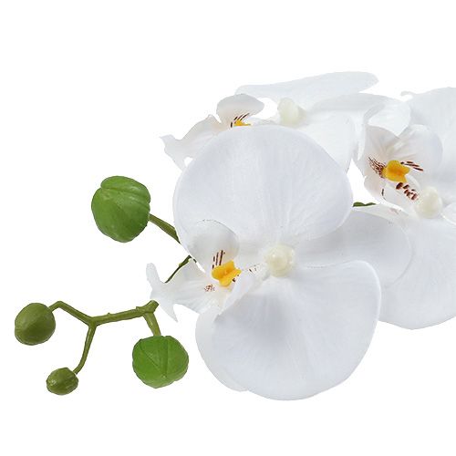 položky Orchidea Phalaenopsis v bielej miske H40cm