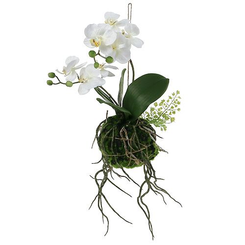 Floristik24 Orchidea Phalaenopsis na zavesenie H33cm Krémová