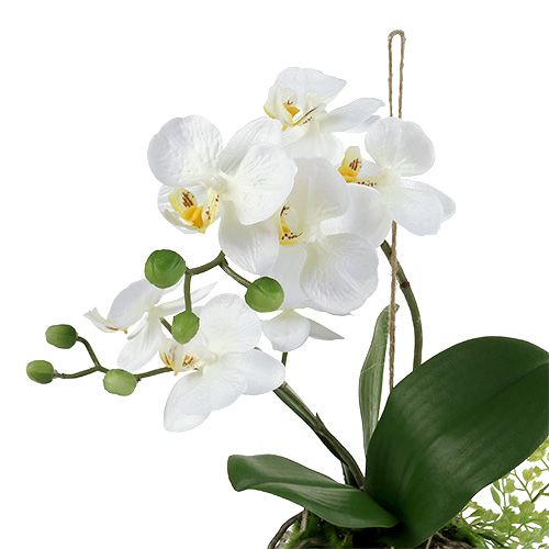 položky Orchidea Phalaenopsis na zavesenie H33cm Krémová