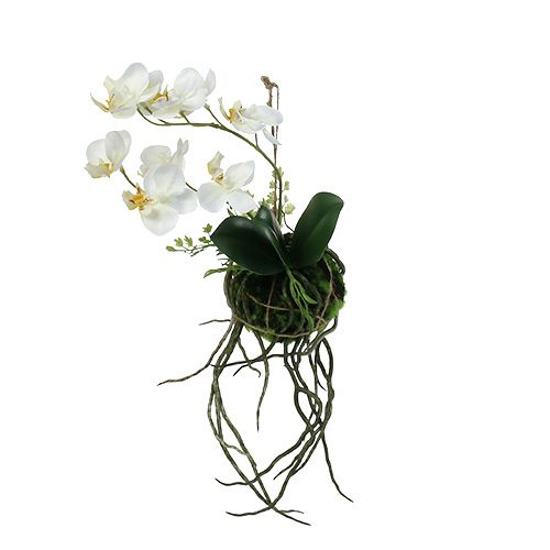 Floristik24 Orchidea Phalaenopsis na zavesenie H26cm Krémová