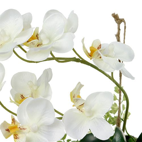 položky Orchidea Phalaenopsis na zavesenie H26cm Krémová