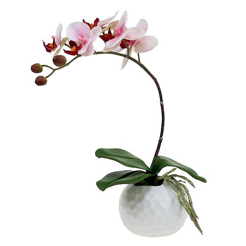 Floristik24 Ružová orchidea v keramickom kvetináči 31 cm