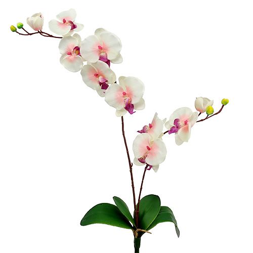 Floristik24 Orchidea s 2 vetvami 60cm bielo-ružová