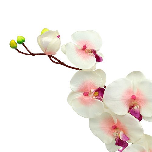 položky Orchidea s 2 vetvami 60cm bielo-ružová
