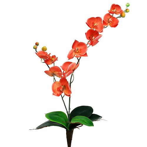 Floristik24 Orchidea dve vetvy 60 cm oranžová