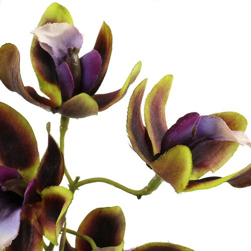 položky Orchidea Cymbidium zelená, fialová L38cm 4ks