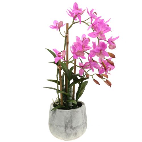 Floristik24 Orchidea v kvetináči fialová V55cm