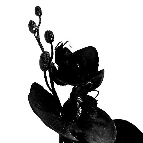 položky Orchidea čierna L80cm