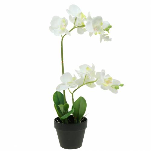 Floristik24 Orchidea biela v kvetináči umelá rastlina H35cm