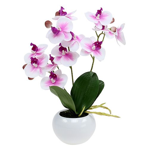 Floristik24 Orchidey v črepníku V30cm bielo-ružové