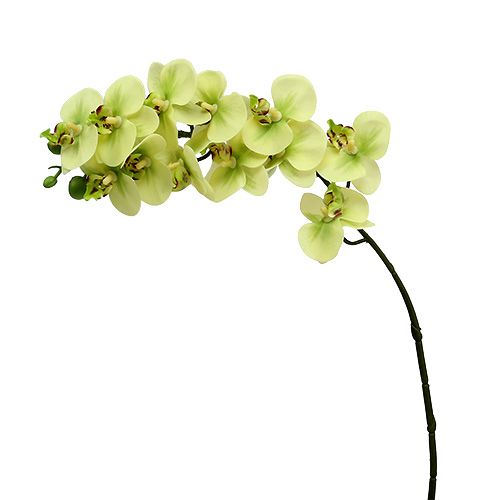 Floristik24 Konár orchidey svetlozelený L58cm