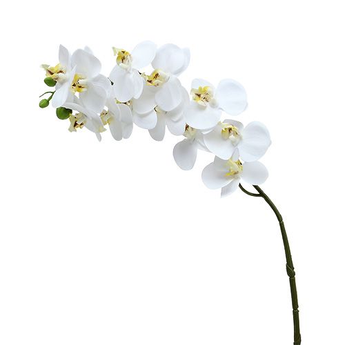 Floristik24 Vetva orchidey biela L58cm