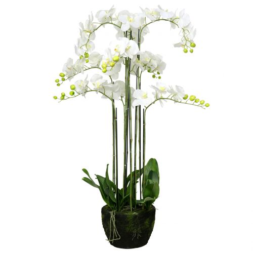 Orchidea biela na guli 118cm