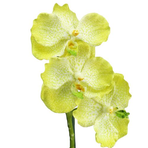 položky Orchidea s korienkami Svetlozelená L43cm
