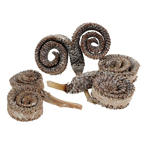 položky Palmové samce bielené 25 ks