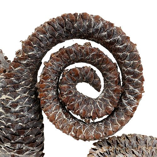 položky Palmové samce bielené 25 ks