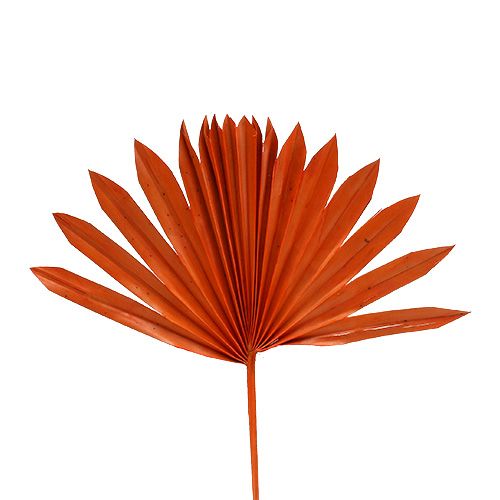 Floristik24 Palmspear Sun mini Orange 50ks