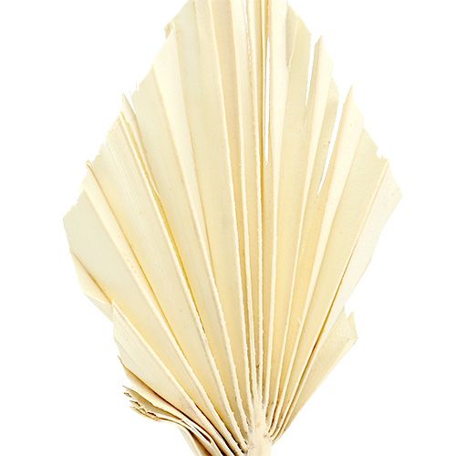 položky Palmspear mini bielený Palmspear sušený 50ks