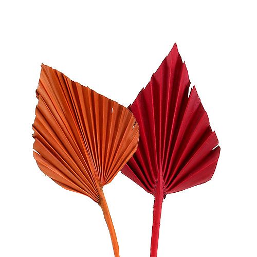 Floristik24 Mini druh Palmspear. Červená/oranžová 100ks
