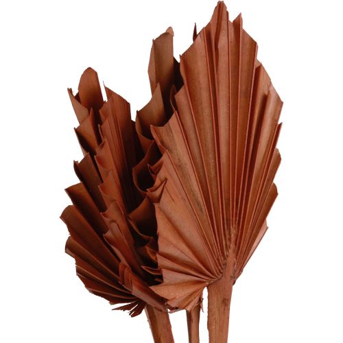položky Palmspear palmové listy prírodná dekorácia hnedá 5-9×14cm L35cm 4ks