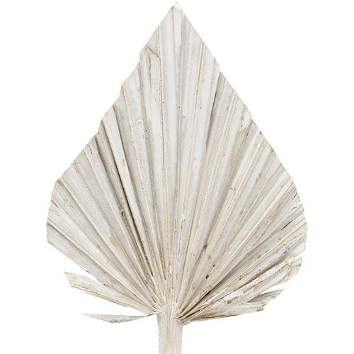 položky Palmový oštep umytý biely 10cm - 15cm L33cm 65p