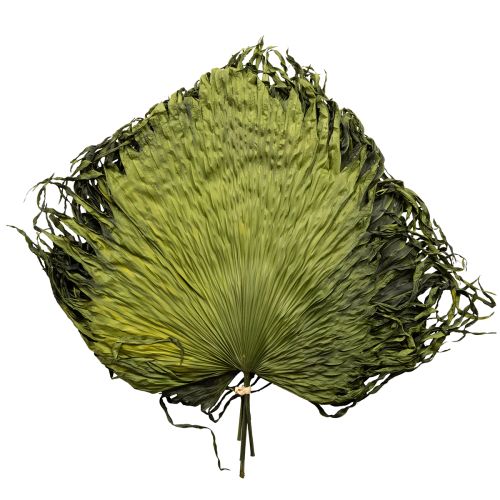 položky Dekorácia z palmových listov na exotické aranžmány a stolové dekorácie, 5 kusov