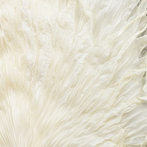 položky Palmové listy sušené dekoratívne bielené 45 cm 5 ks